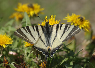 The scarce swallowtail (Iphiclides podalirius), sail swallowtail, pear-tree swallowtail