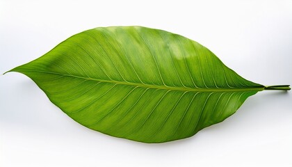 Obraz premium Large Green Leaf Displays Intricate Texture And Vibrant Color On A White Background Emphasizing Natural Beauty And Design On Transparent Background