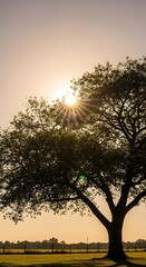 Sunrise Through Tree Canopy.