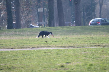 Chien jouant au freesbee dans un parc