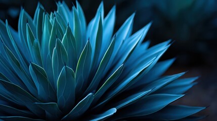 A close-up of a blue-green succulent plant with sharp, pointed leaves, illuminated by soft, natural light against a dark, blurred background