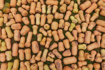 Top view of multiple butternut squashes (Cucurbita moschata) lying on green grass, natural autumn harvest vegetables background, rustic farm produce, seasonal agriculture concept photo
