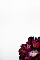 Hortensien Blüten vor einem cleanen Hintergrund mit Platz für Text