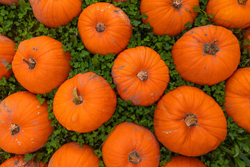 Close-up of multiple orange pumpkins (Cucurbita pepo) resting on green clover leaves in natural light during autumn harvest season, detailed top view background, agricultural farming concept