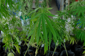 The leaves of the cannabis plant grown for medicinal purposes.