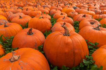 Wide low-angle shot of orange pumpkins in a pumpkin patch, harvest composition with ripe Cucurbita pepo, visible stems and textured skins, shallow depth of field close-up for seasonal marketing