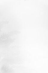 Schatten Blumen vor einem cleanen Hintergrund mit Platz für Text