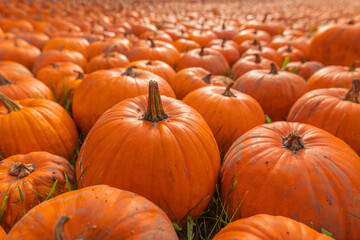 Large group of orange pumpkins (Cucurbita pepo) arranged on green grass in outdoor field, autumn harvest season, close-up wide angle perspective, natural daylight, agriculture and farming background