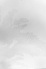 Schatten Blumen vor einem cleanen Hintergrund mit Platz für Text