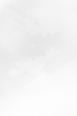 Schatten Blumen vor einem cleanen Hintergrund mit Platz für Text