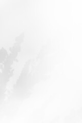 Schatten Blumen vor einem cleanen Hintergrund mit Platz für Text