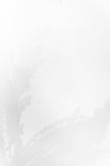 Schatten Blumen vor einem cleanen Hintergrund mit Platz für Text