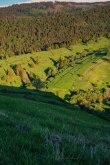 Lush green hills with scattered trees and a dense forest in the background, illuminated by warm late afternoon sunlight in a peaceful rural mountain landscape.