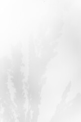 Schatten Blumen vor einem cleanen Hintergrund mit Platz für Text