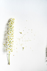 Weiße Rispenspiere Blüten vor einem cleanen Hintergrund mit Platz für Text