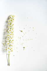 Weiße Rispenspiere Blüten vor einem cleanen Hintergrund mit Platz für Text