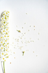 Weiße Rispenspiere Blüten vor einem cleanen Hintergrund mit Platz für Text