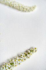 Weiße Rispenspiere Blüten vor einem cleanen Hintergrund mit Platz für Text