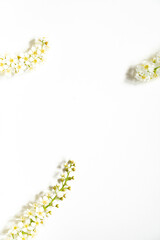 Weiße Rispenspiere Blüten vor einem cleanen Hintergrund mit Platz für Text