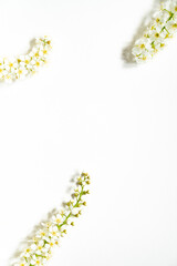 Weiße Rispenspiere Blüten vor einem cleanen Hintergrund mit Platz für Text