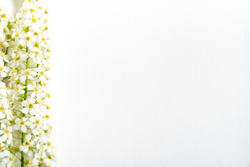 Weiße Rispenspiere Blüten vor einem cleanen Hintergrund mit Platz für Text