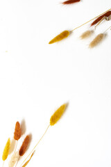 Samtgras Blüten vor einem cleanen Hintergrund mit Platz für Text