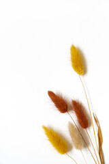 Samtgras Blüten vor einem cleanen Hintergrund mit Platz für Text