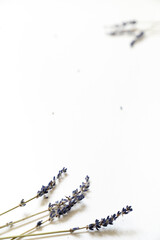 Lavendel Blüten vor einem cleanen Hintergrund mit Platz für Text