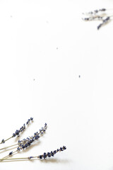 Lavendel Blüten vor einem cleanen Hintergrund mit Platz für Text