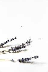 Lavendel Blüten vor einem cleanen Hintergrund mit Platz für Text