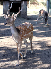 Fallow deer (Dama dama) in the zoo
