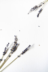 Lavendel Blüten vor einem cleanen Hintergrund mit Platz für Text