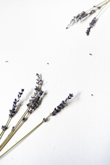 Lavendel Blüten vor einem cleanen Hintergrund mit Platz für Text