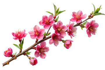 Pink Cherry Blossom Branch with Green Leaves transparent
