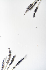 Lavendel Blüten vor einem cleanen Hintergrund mit Platz für Text