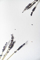 Lavendel Bl&uuml;ten vor einem cleanen Hintergrund mit Platz f&uuml;r Text