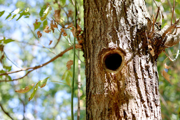 Hollow in the trunk close-up