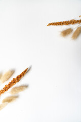 Samtgras Blüten vor einem cleanen Hintergrund mit Platz für Text