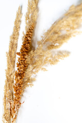 Samtgras Bl&uuml;ten vor einem cleanen Hintergrund mit Platz f&uuml;r Text