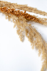 Samtgras Blüten vor einem cleanen Hintergrund mit Platz für Text