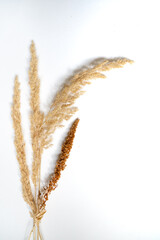 Samtgras Bl&uuml;ten vor einem cleanen Hintergrund mit Platz f&uuml;r Text