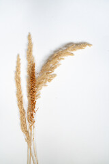 Samtgras Bl&uuml;ten vor einem cleanen Hintergrund mit Platz f&uuml;r Text