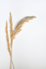 Samtgras Bl&uuml;ten vor einem cleanen Hintergrund mit Platz f&uuml;r Text