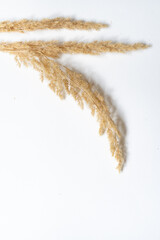 Samtgras Bl&uuml;ten vor einem cleanen Hintergrund mit Platz f&uuml;r Text