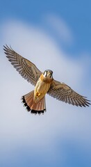 A Bird Soaring Through the Sky.