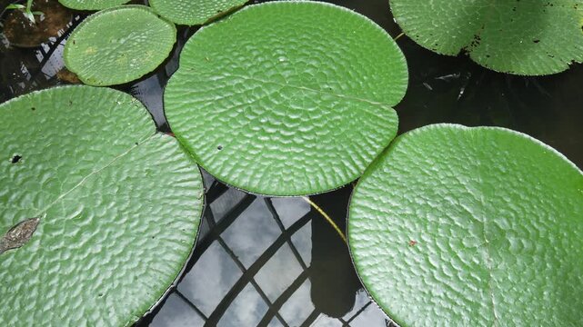 Prickly water lily foxnut aquatic flowering plant Nymphaeaceae Southeast Asia native