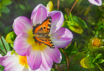 A beautiful butterfly, with its wings spread, sits on a dahlia flower. Macro.