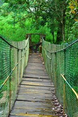 A rustic suspension bridge stretches across a lively forest stream, surrounded by lush greenery and serene sounds of flowing water, offering a path into the heart of nature in western ghats of india