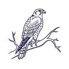 Detailed line drawing of a majestic falcon perched on a bare branch