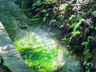 Obraz premium Tree canopy framing sunny meadow | 木陰が囲む草地・夏の光